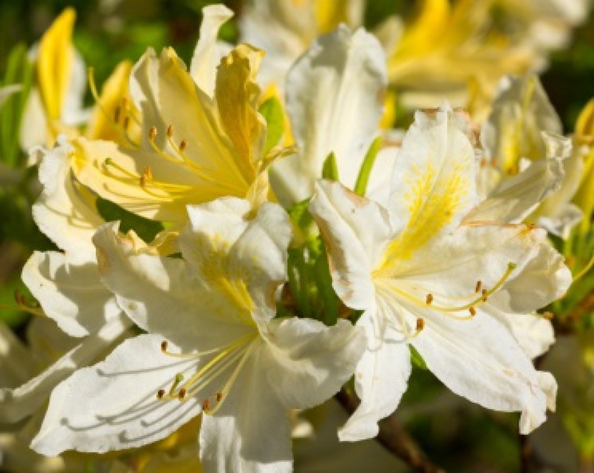 Azalia wielkokwiatowa 'Schneegold' (Rhododendron)