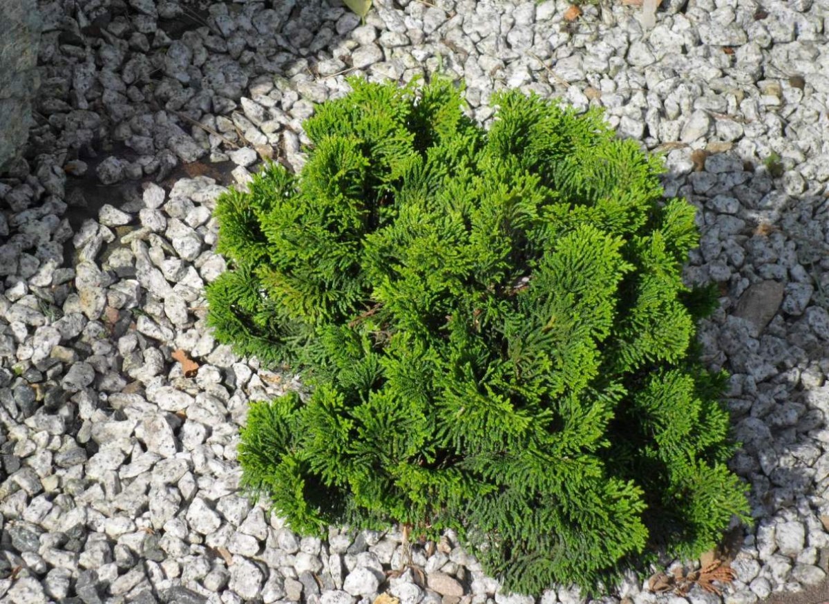 Cyprysik tępołuskowy 'Nana Gracilis' (Chamaecyparis obtusa)