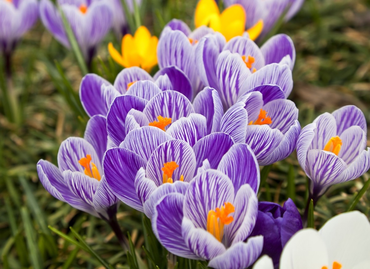 Krokus 'Pickwick'