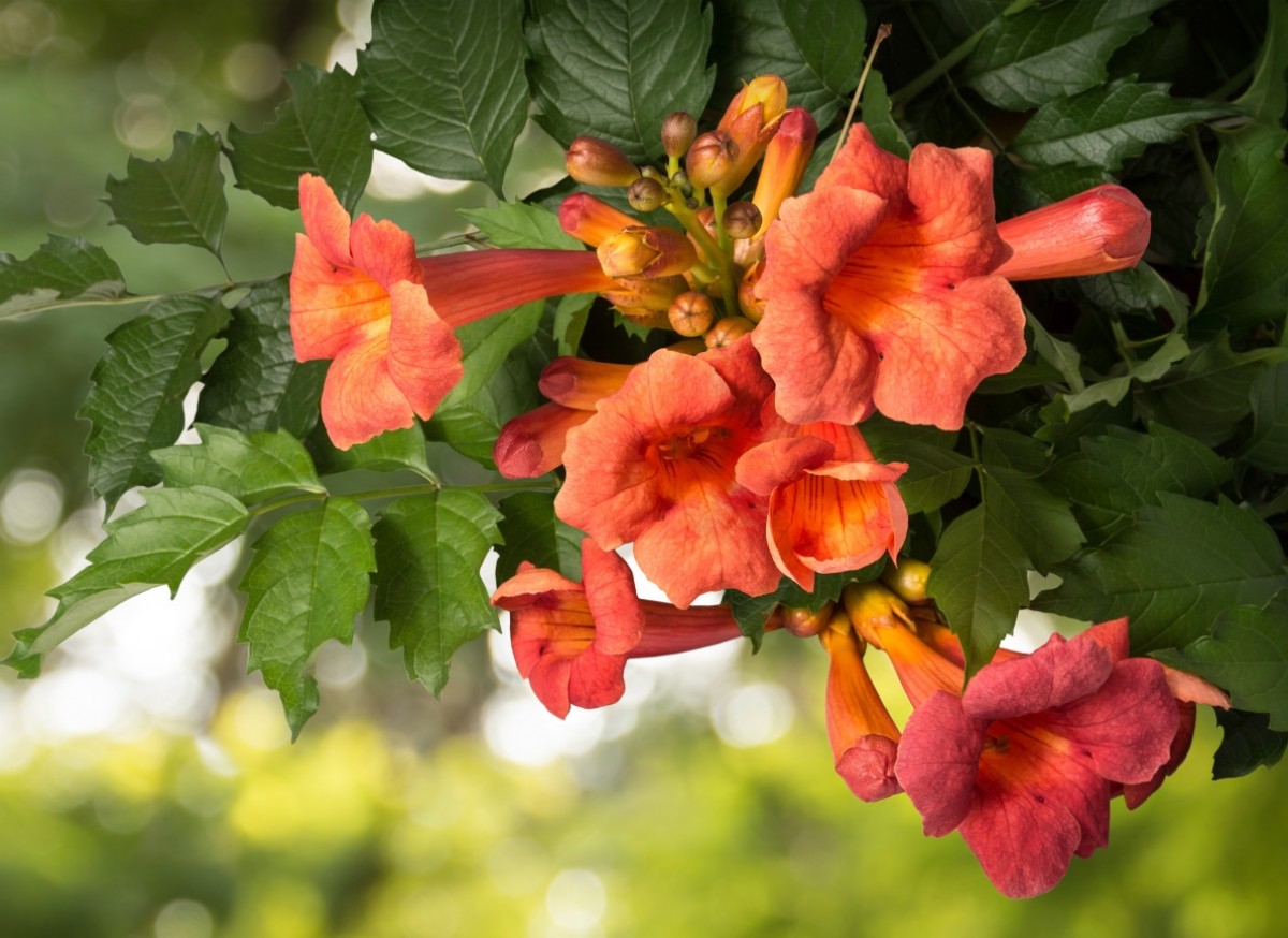 Milin amerykański 'Ursynów' (Campsis radicans)