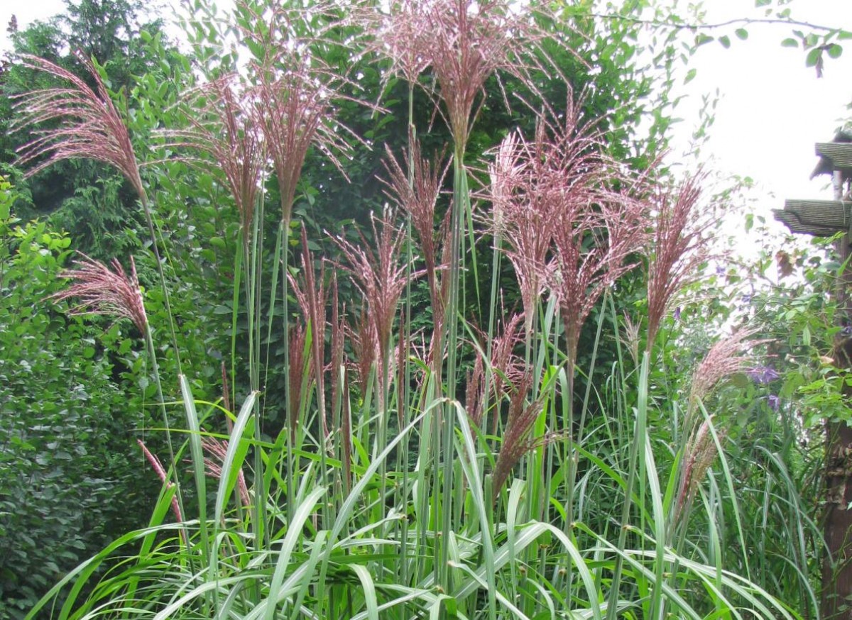 Miskant chiński 'Malepartus' (Miscanthus sinensis)