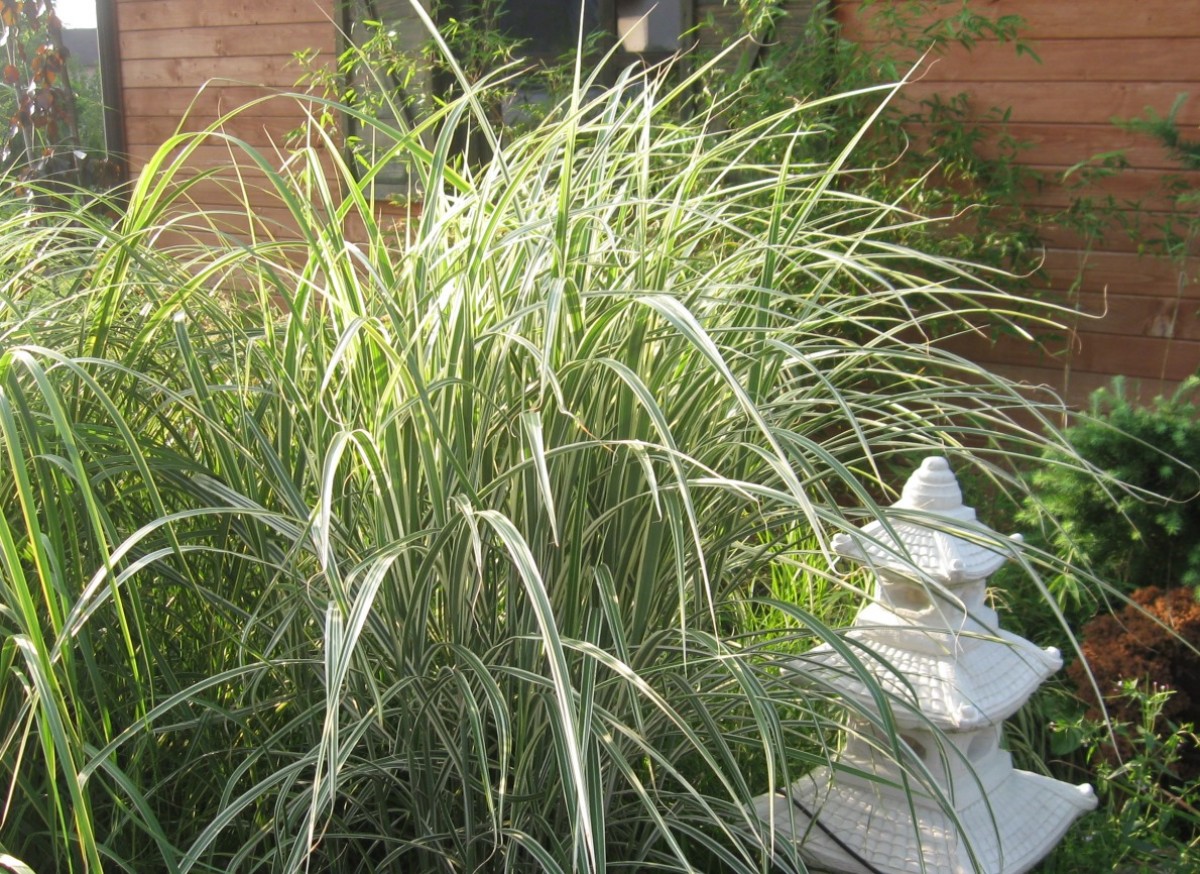 Miskant chiński 'Variegatus' (Miscanthus sinensis)