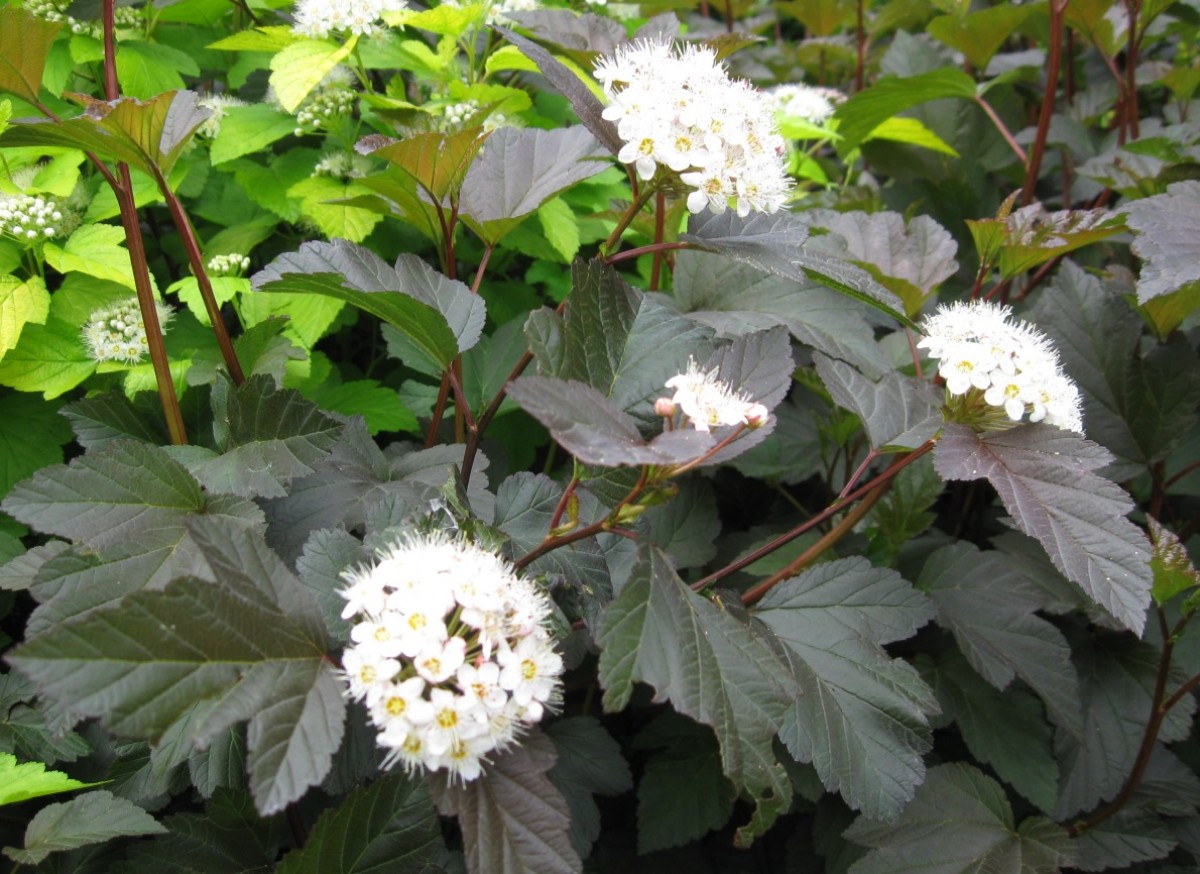 Pęcherznica kalinolistna 'Diabolo' (Physocarpus opulifolius)