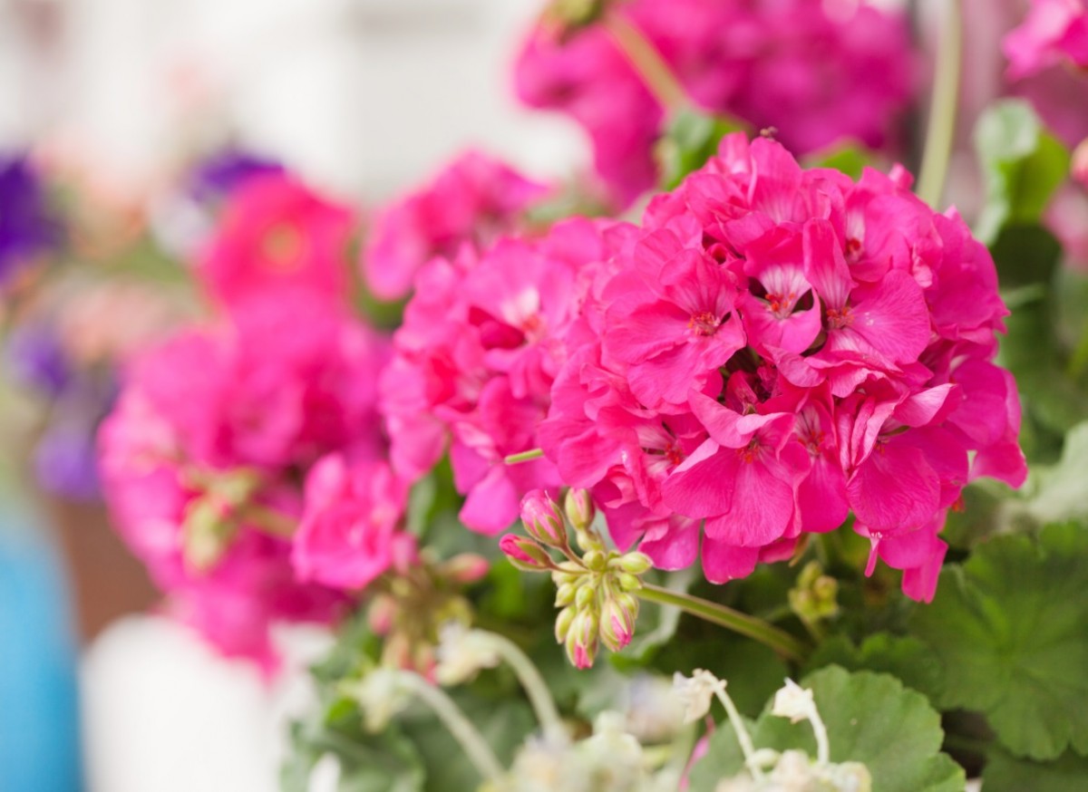 Pelargonia rabatowa (Pelargonium zonale)