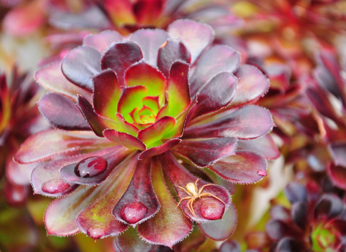 Rojnik murowy 'Atropurpureum' (Sempervivum tectorum)