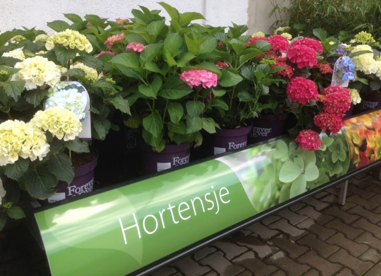 Hortensje 'Forever and Ever'