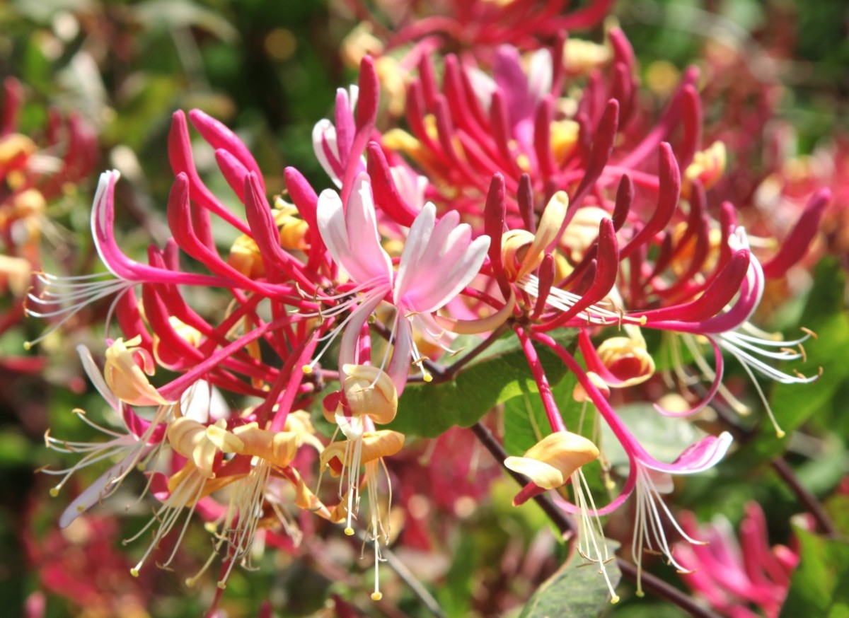 Wiciokrzew Heckrotta 'Goldflame' (Lonicera x heckrotii)